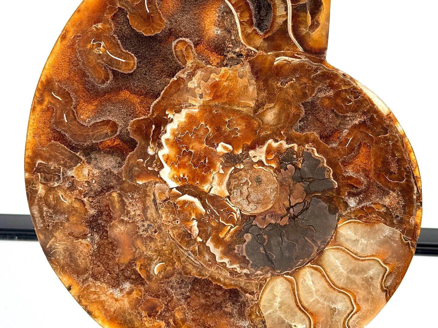 Ammonite Fossil Pair - 1.35KG - #46