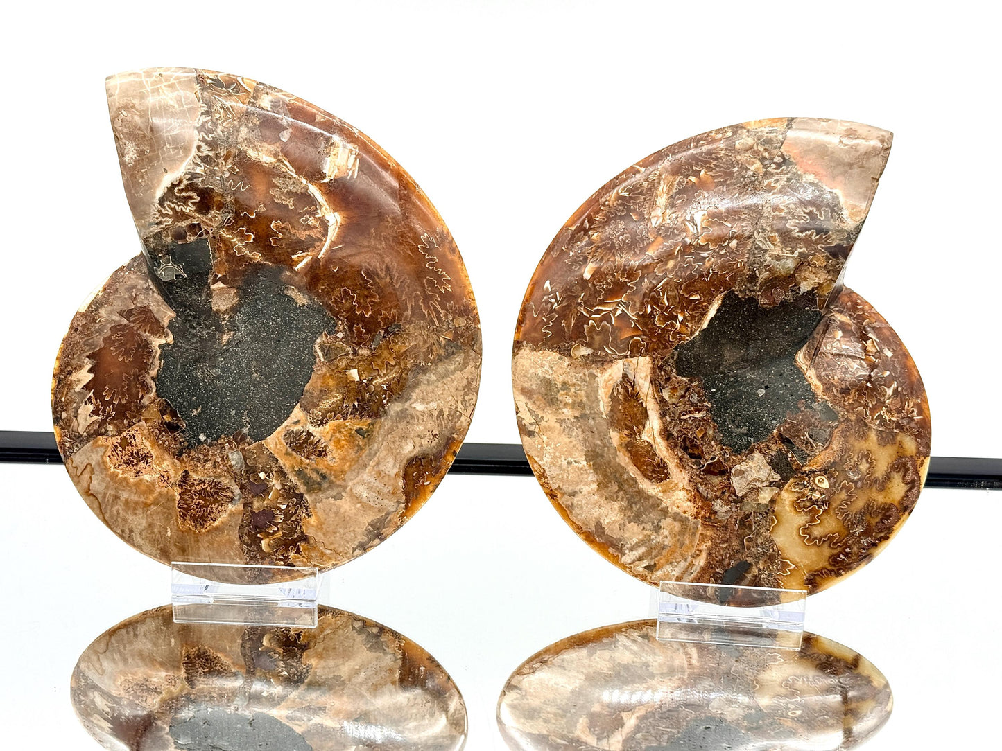 Ammonite Fossil Pair - 1.35KG - #46
