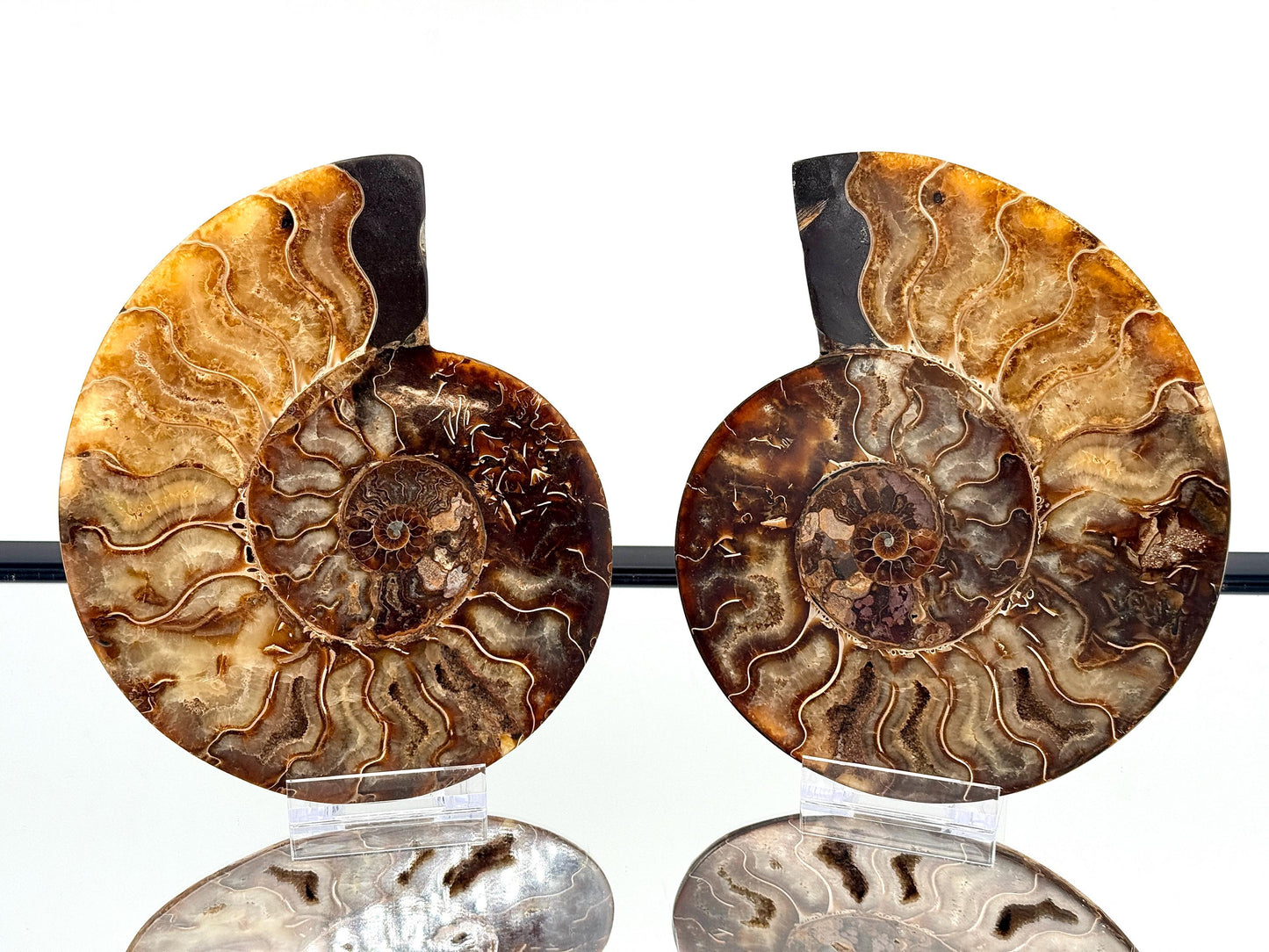 Ammonite Fossil Pair - 1.19KG - #38
