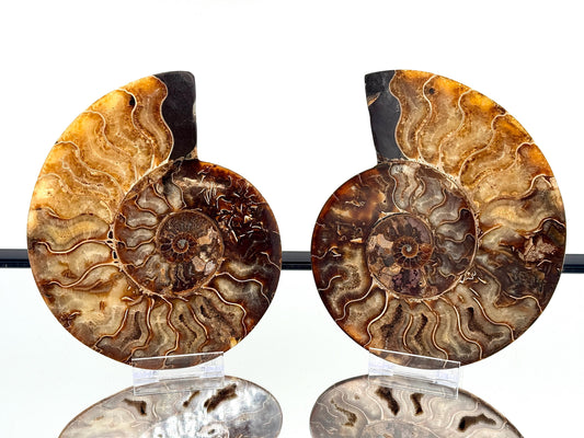 Ammonite Fossil Pair - 1.19KG - #38