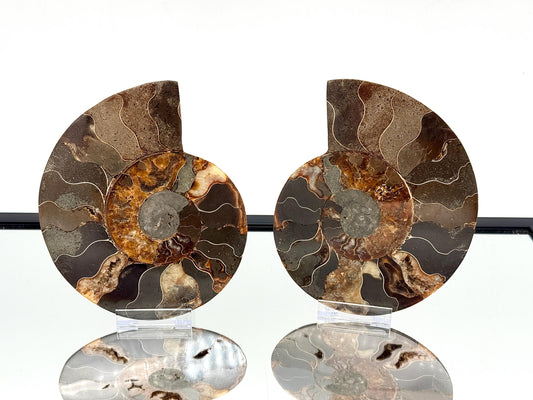 Ammonite Fossil Pair - 1.10KG - #37