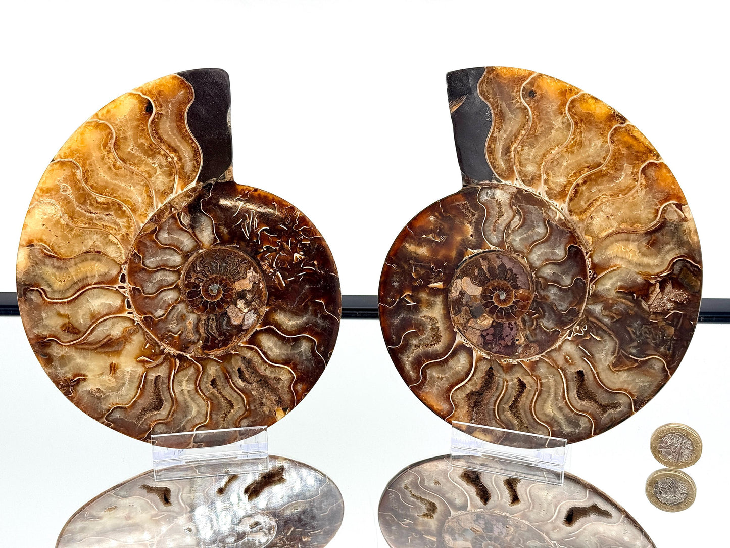 Ammonite Fossil Pair - 1.19KG - #38