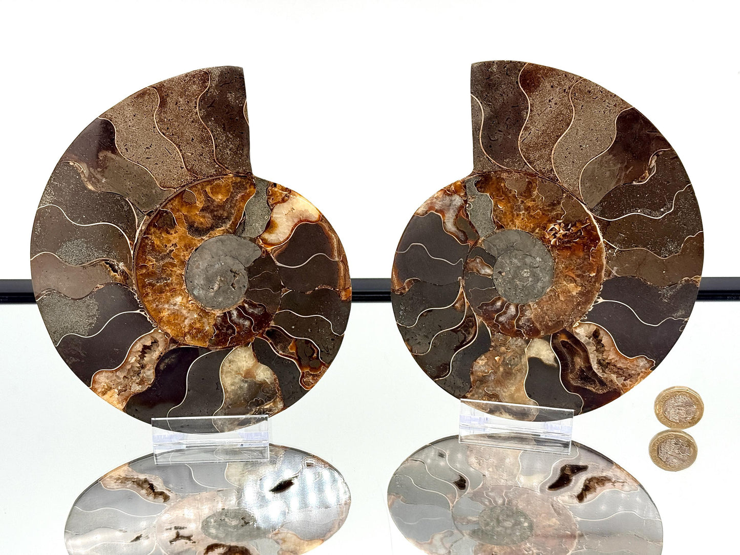 Ammonite Fossil Pair - 1.10KG - #37