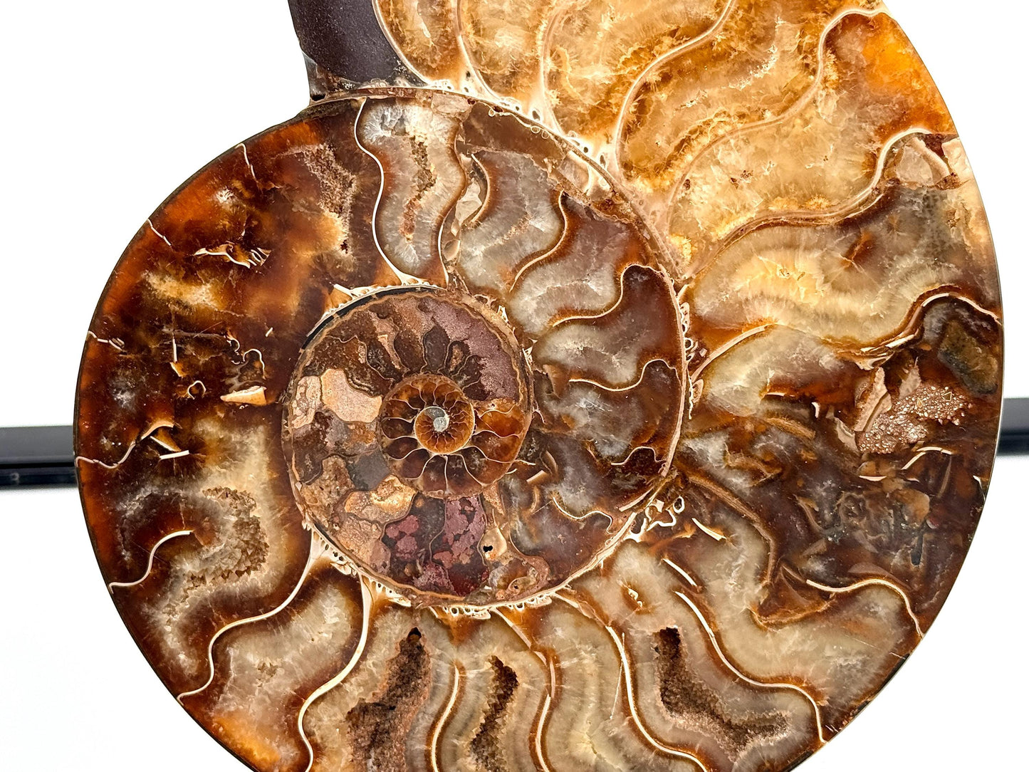 Ammonite Fossil Pair - 1.19KG - #38