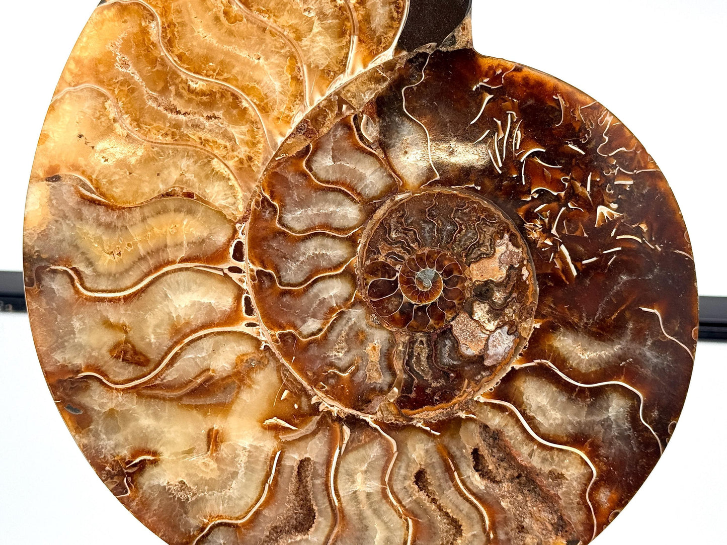 Ammonite Fossil Pair - 1.19KG - #38