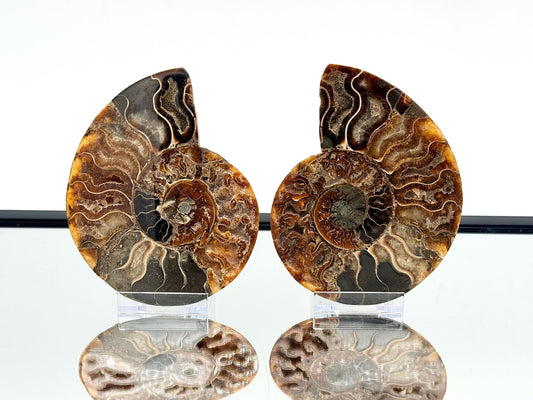 Ammonite Fossil Pair - 0.55KG - #35