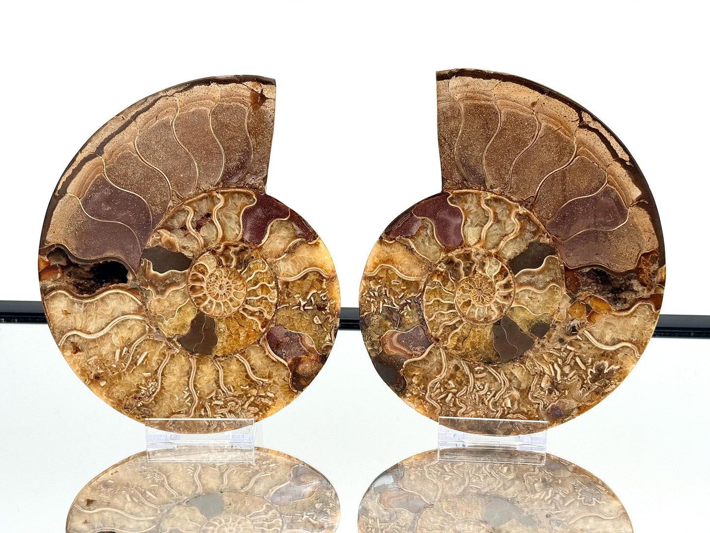 Ammonite Fossil Pair - 1.30KG - #34