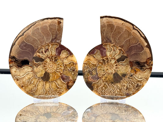 Ammonite Fossil Pair - 1.30KG - #34