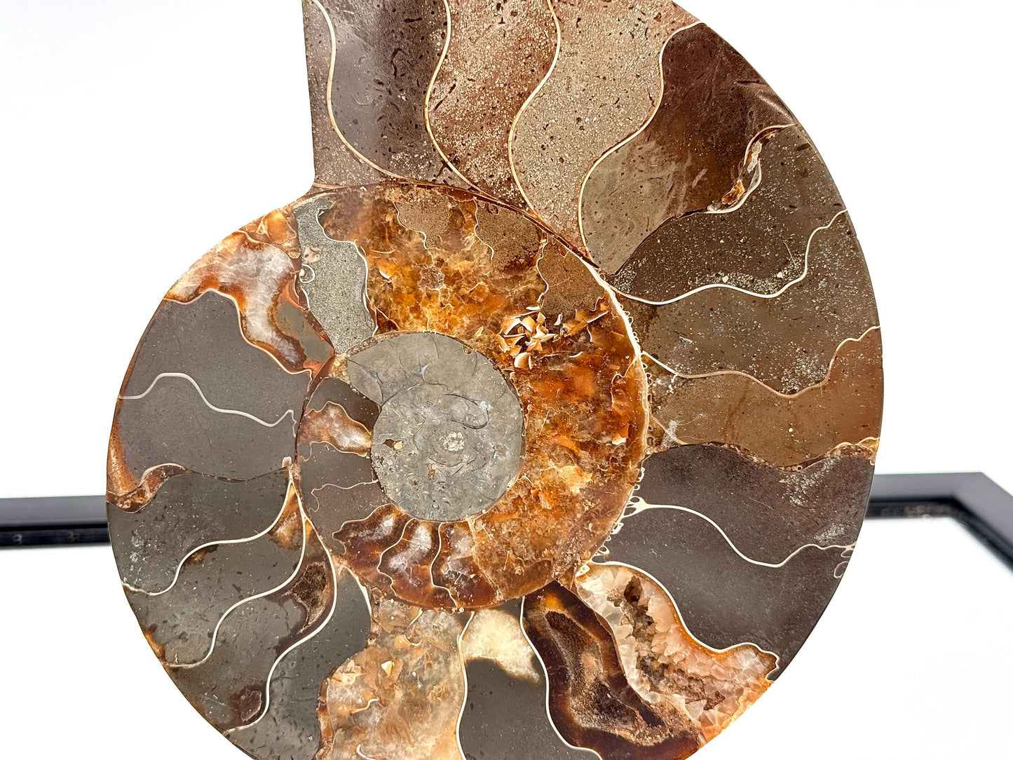 Ammonite Fossil Pair - 1.10KG - #37