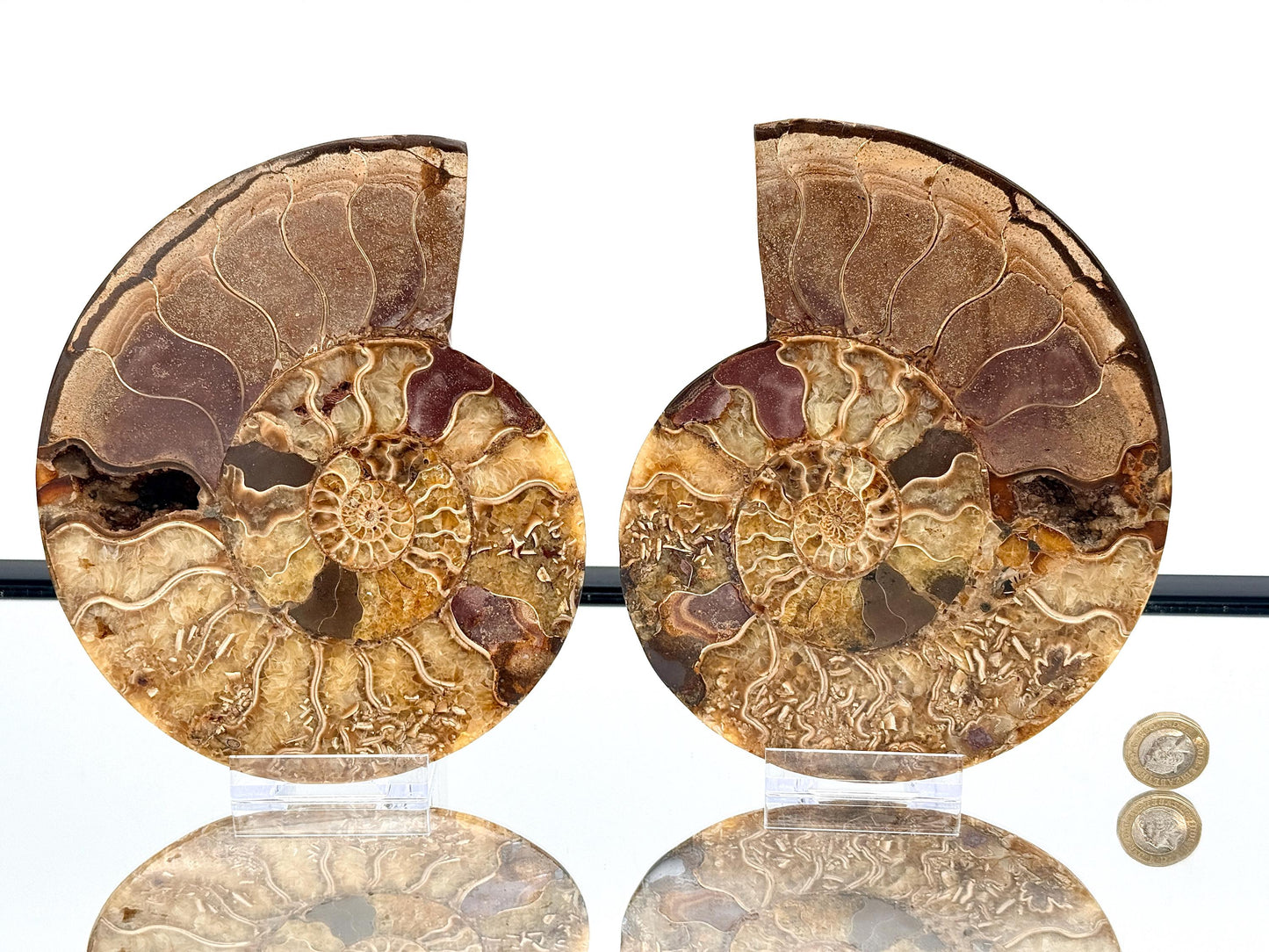 Ammonite Fossil Pair - 1.30KG - #34