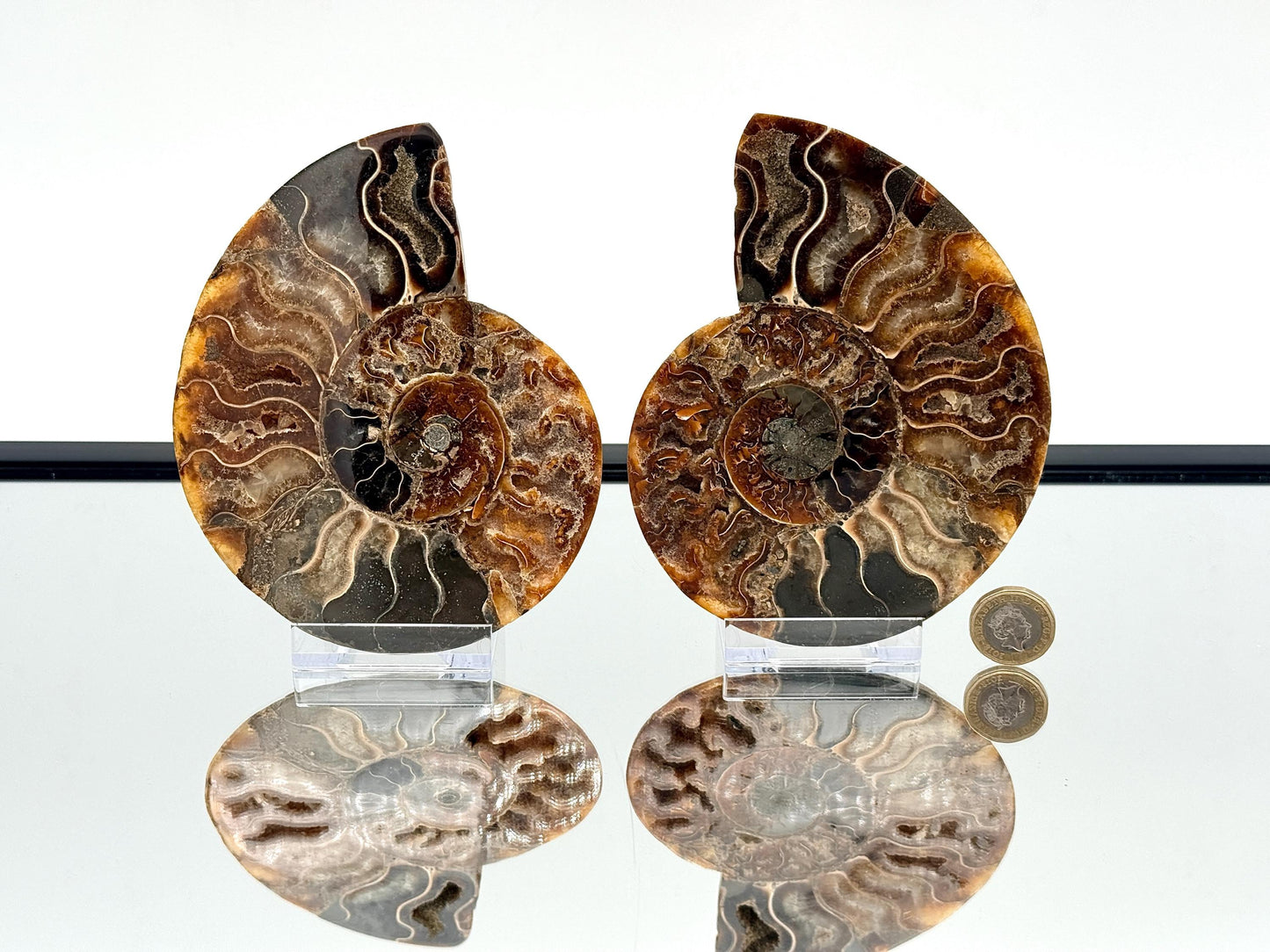 Ammonite Fossil Pair - 0.55KG - #35
