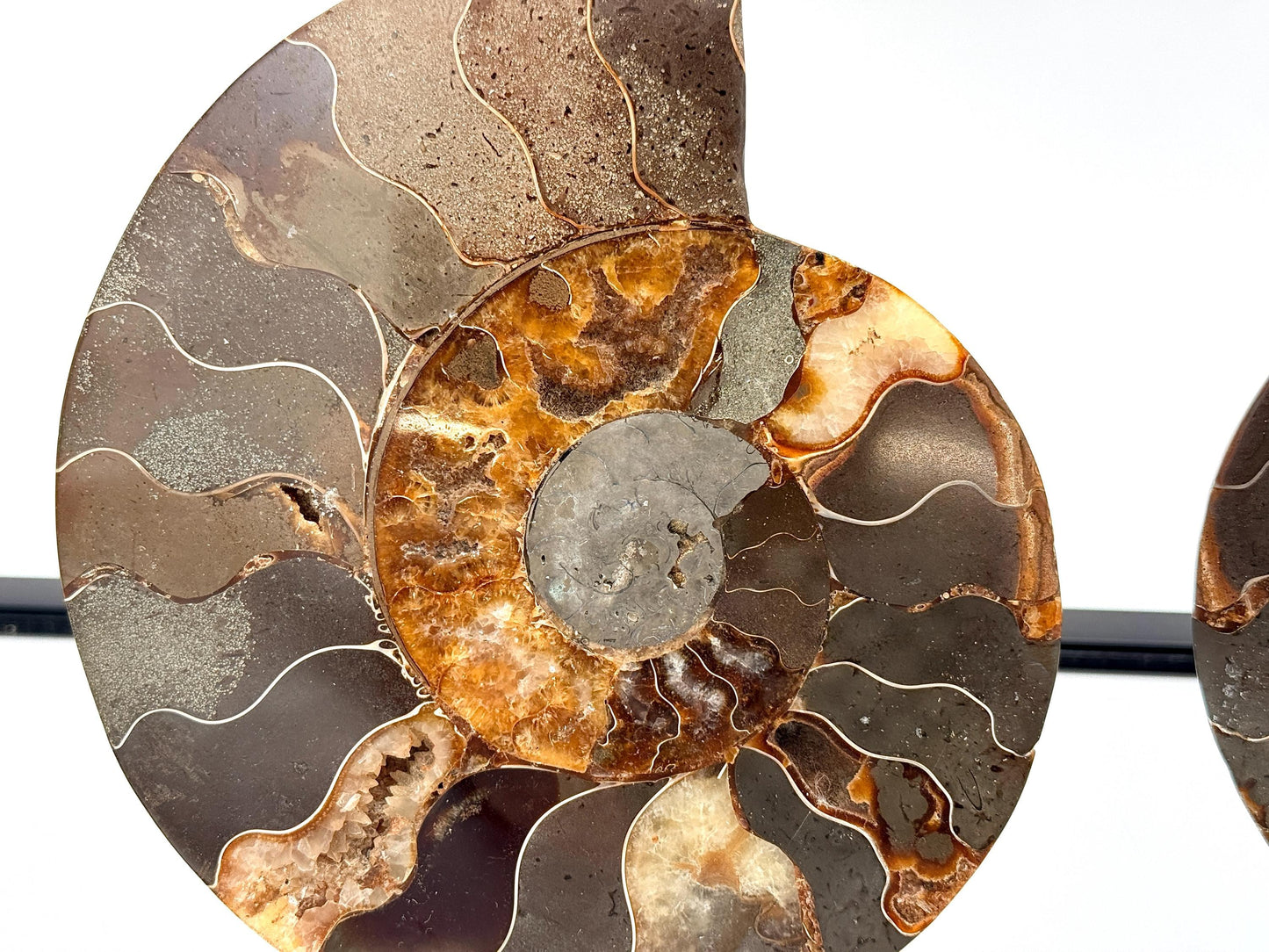 Ammonite Fossil Pair - 1.10KG - #37