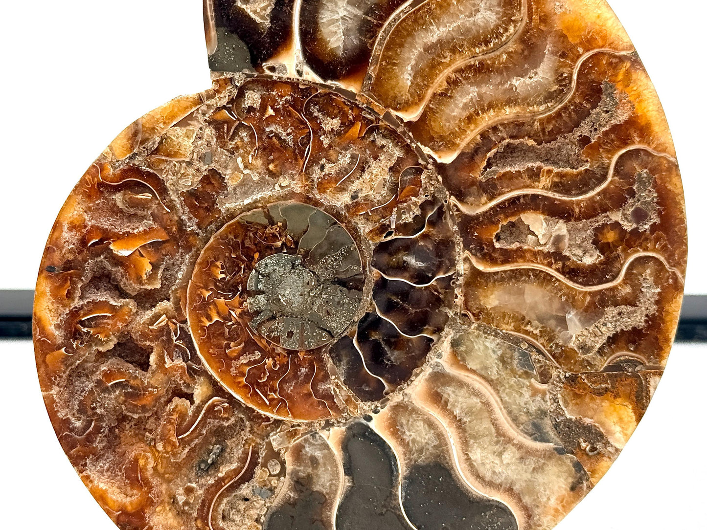 Ammonite Fossil Pair - 0.55KG - #35