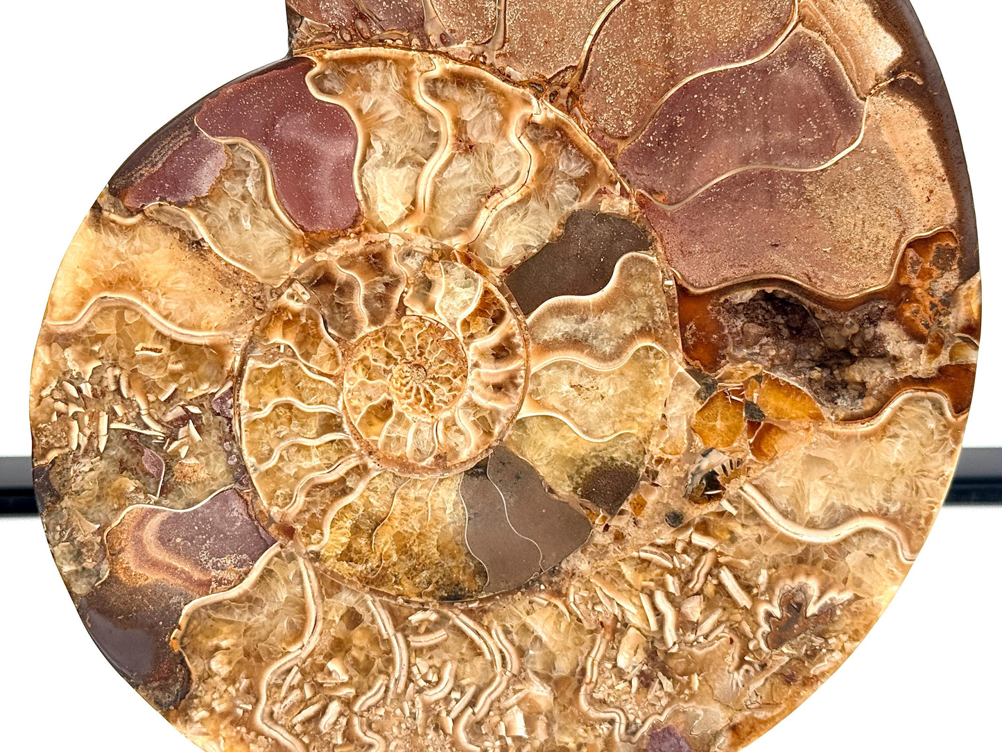 Ammonite Fossil Pair - 1.30KG - #34