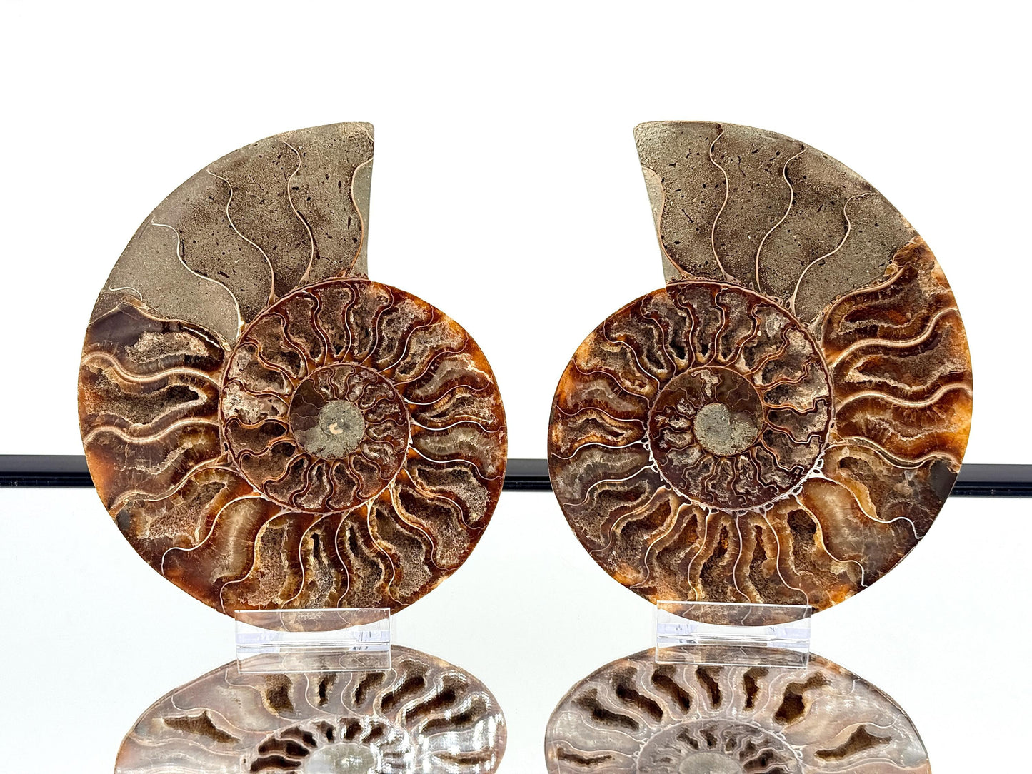 Ammonite Fossil Pair - 1.14KG - #33