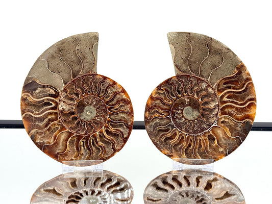 Ammonite Fossil Pair - 1.14KG - #33