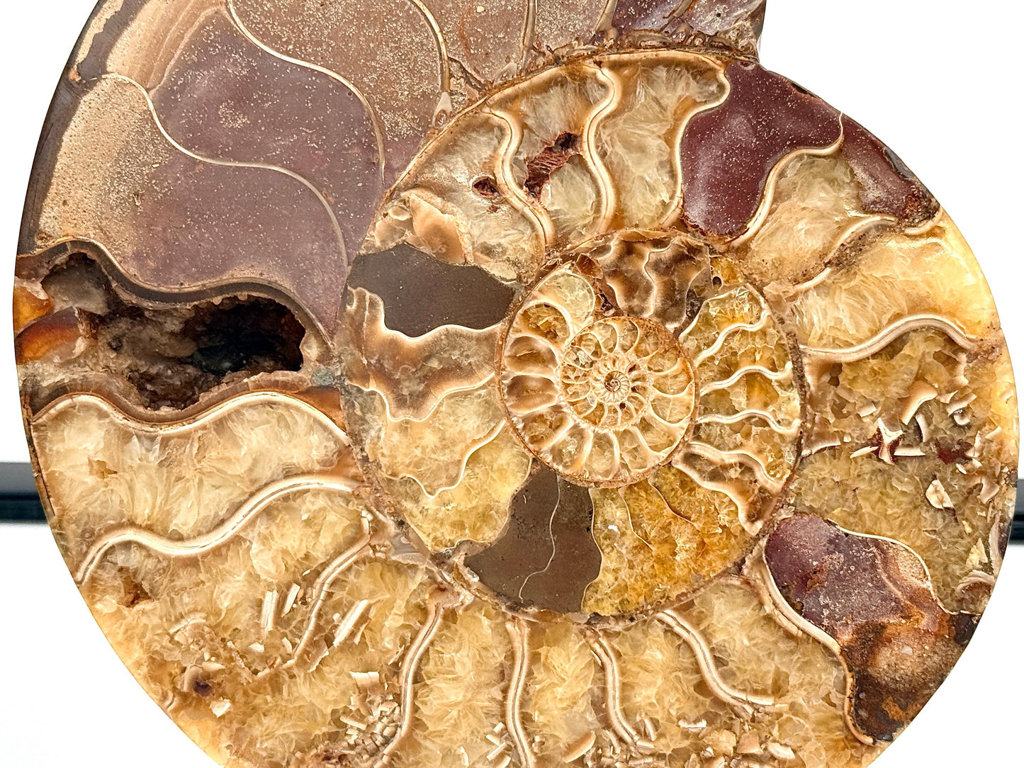 Ammonite Fossil Pair - 1.30KG - #34
