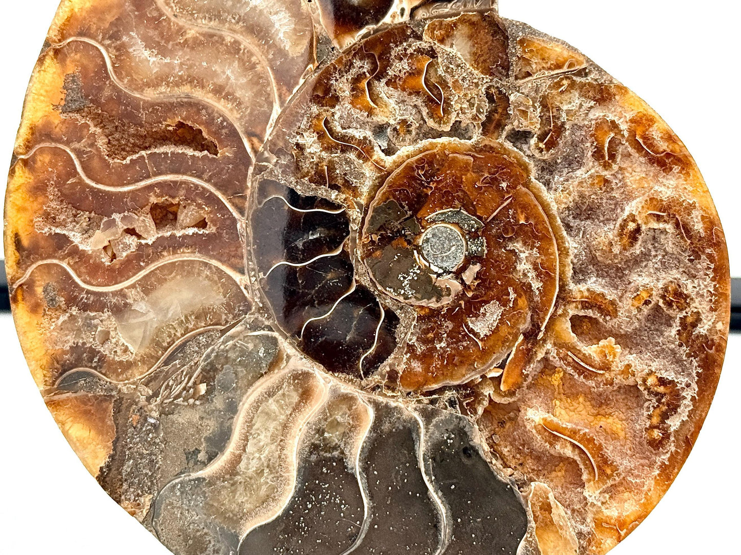 Ammonite Fossil Pair - 0.55KG - #35