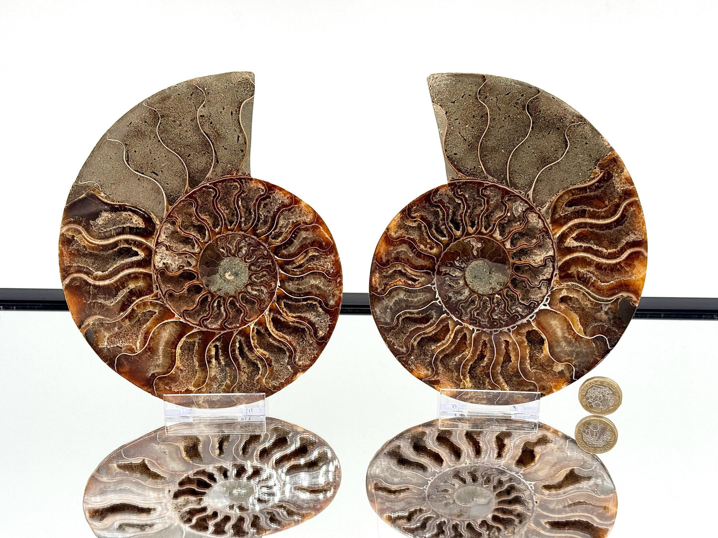 Ammonite Fossil Pair - 1.14KG - #33