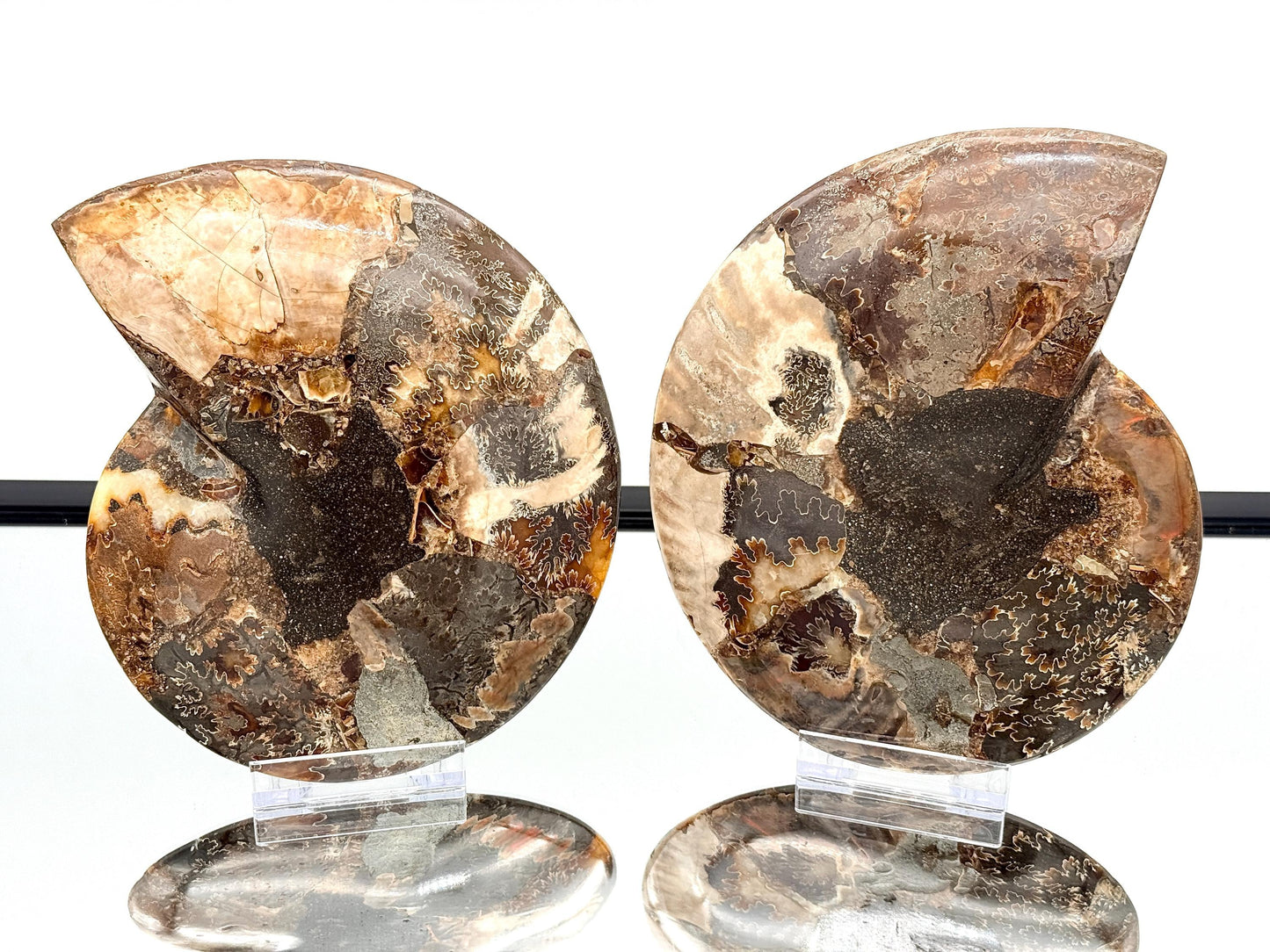 Ammonite Fossil Pair - 1.10KG - #37