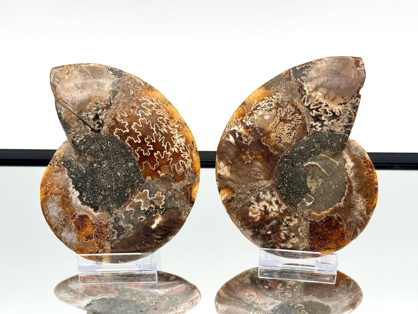 Ammonite Fossil Pair - 0.55KG - #35