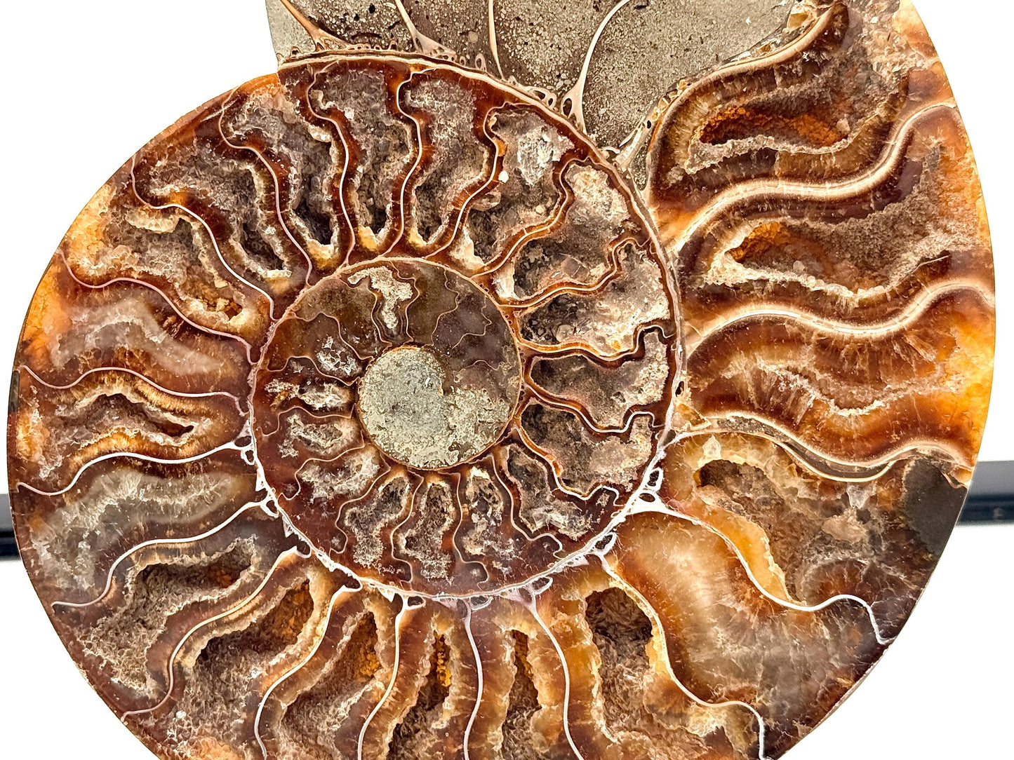 Ammonite Fossil Pair - 1.14KG - #33