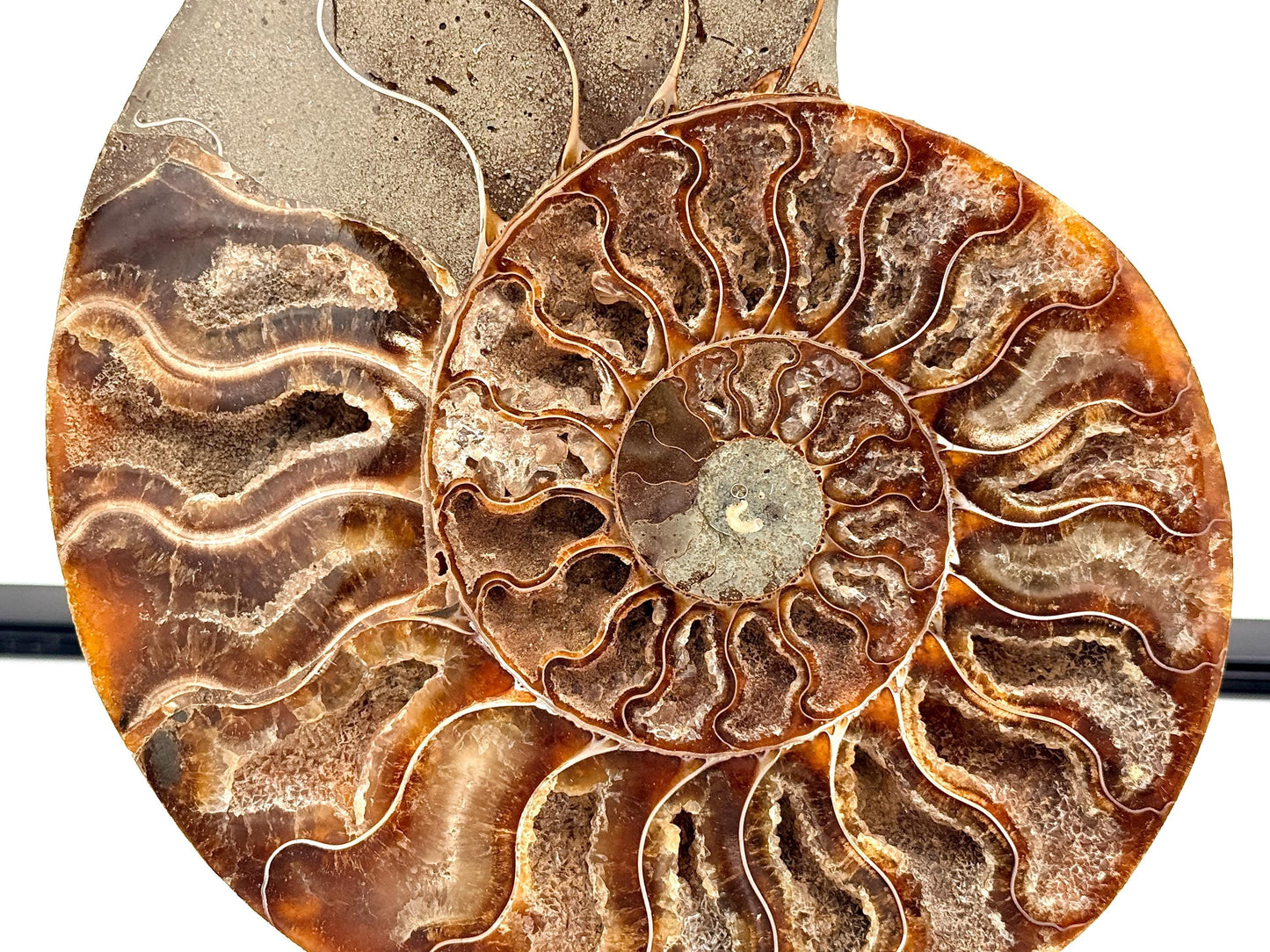Ammonite Fossil Pair - 1.14KG - #33