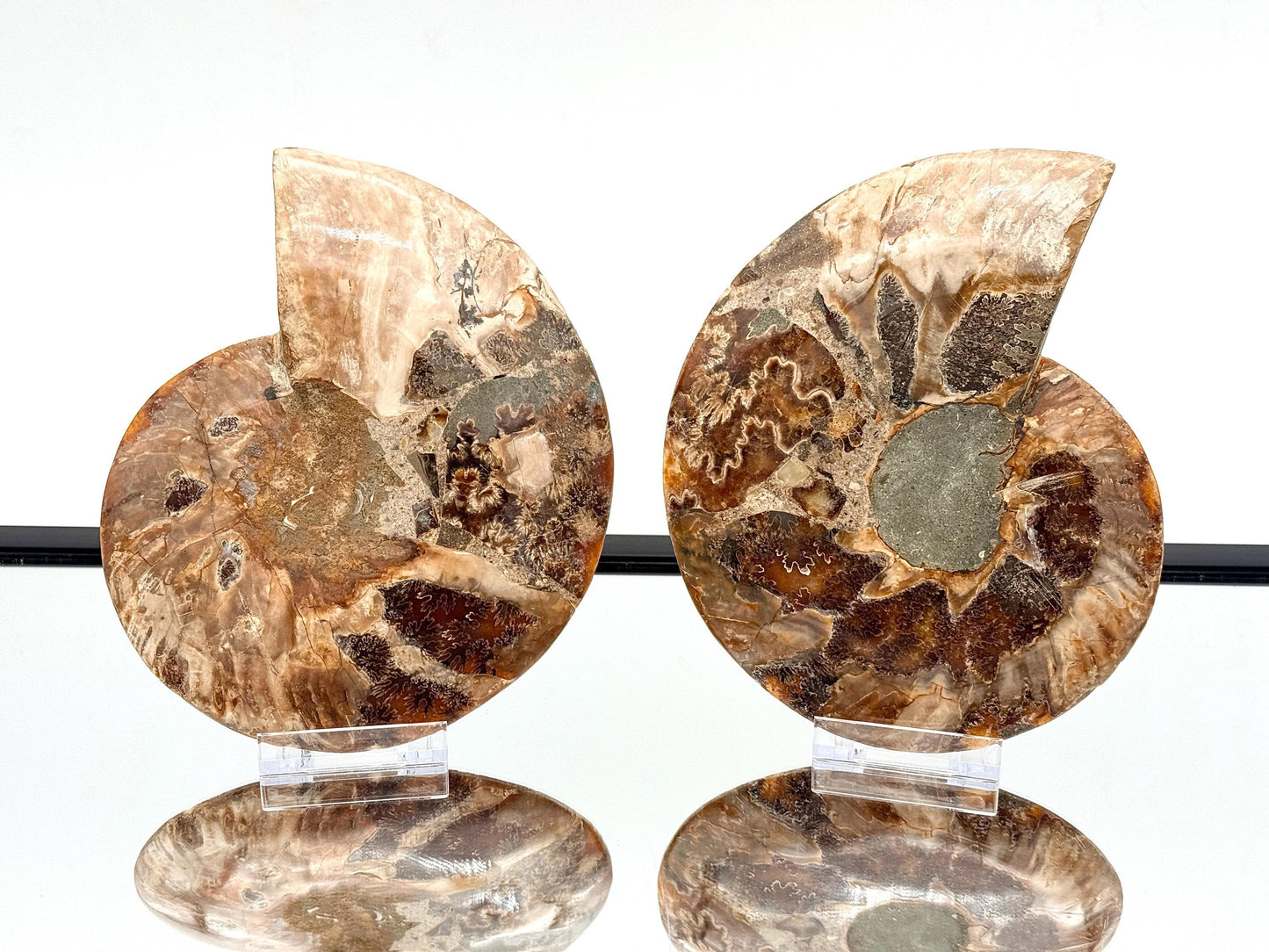 Ammonite Fossil Pair - 1.14KG - #33