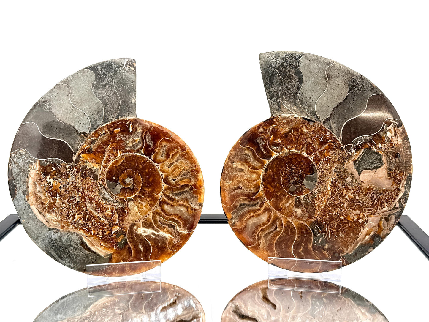 Ammonite Fossil Pair - 2.64KG - #33