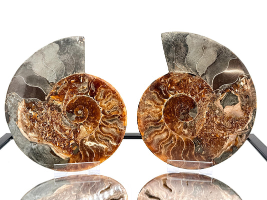 Ammonite Fossil Pair - 2.64KG - #33