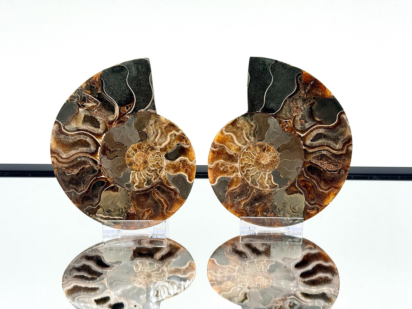 Ammonite Fossil Pair - 0.67KG - #43