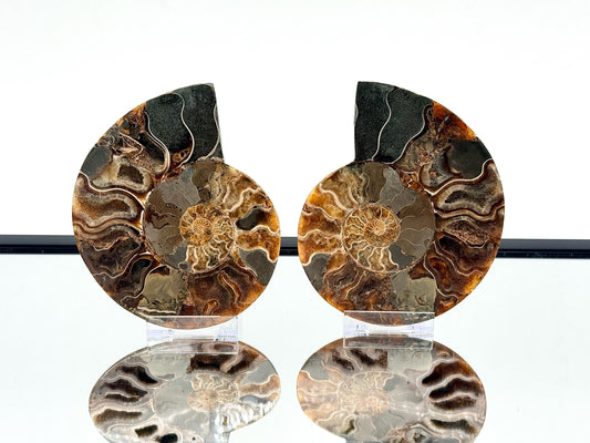 Ammonite Fossil Pair - 0.67KG - #43