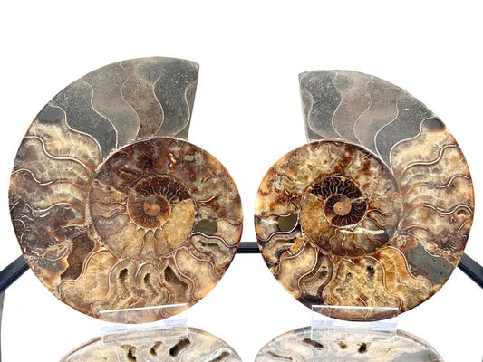 XL Ammonite Fossil Pair - 2.99KG - #39