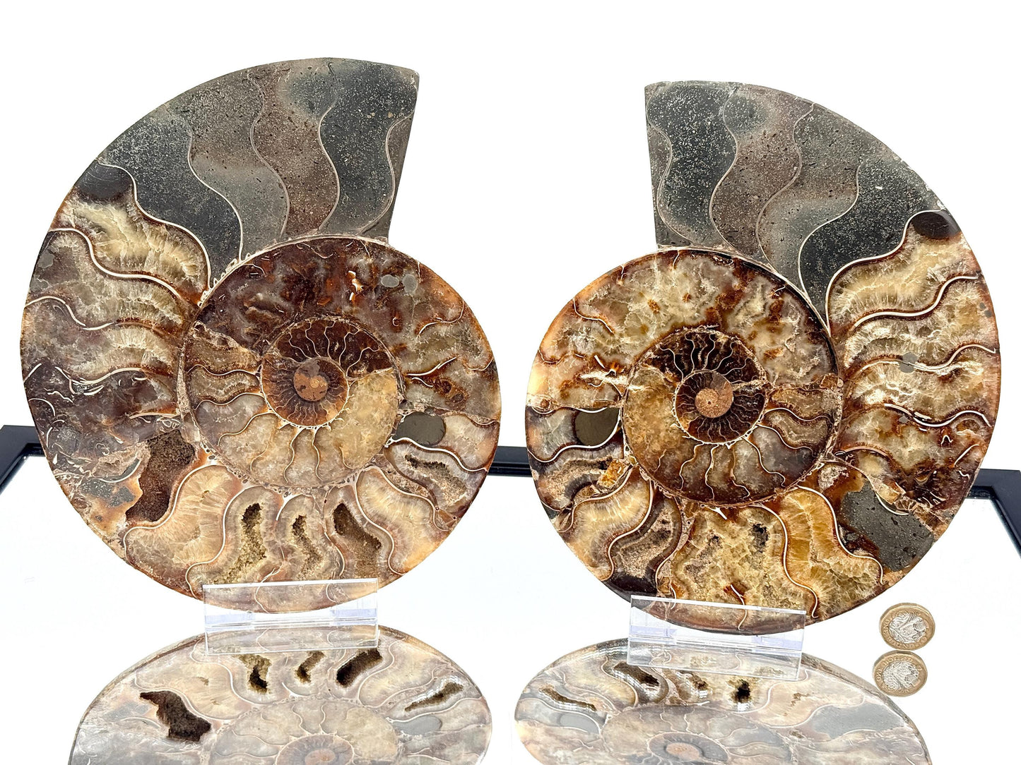 XL Ammonite Fossil Pair - 2.99KG - #39