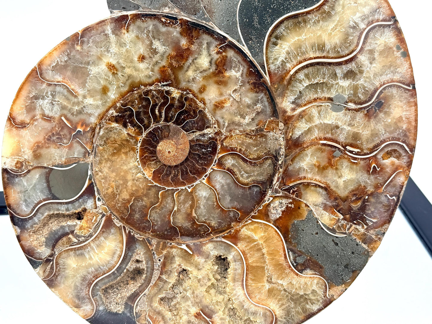 XL Ammonite Fossil Pair - 2.99KG - #39