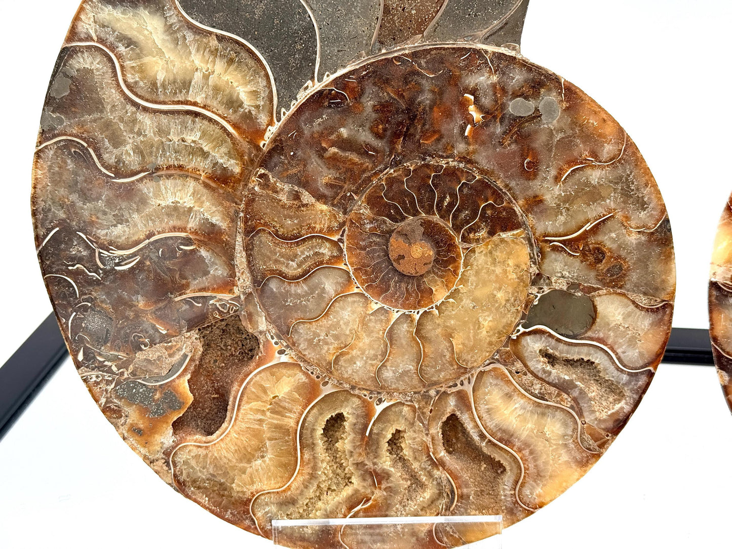 XL Ammonite Fossil Pair - 2.99KG - #39