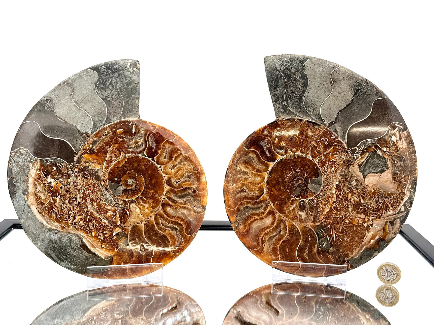 Ammonite Fossil Pair - 2.64KG - #33
