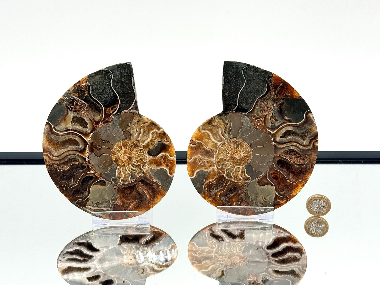 Ammonite Fossil Pair - 0.67KG - #43