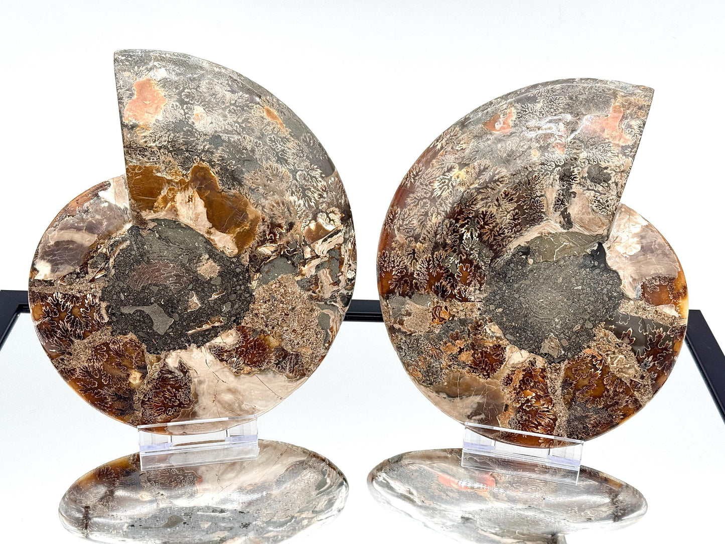 XL Ammonite Fossil Pair - 2.99KG - #39