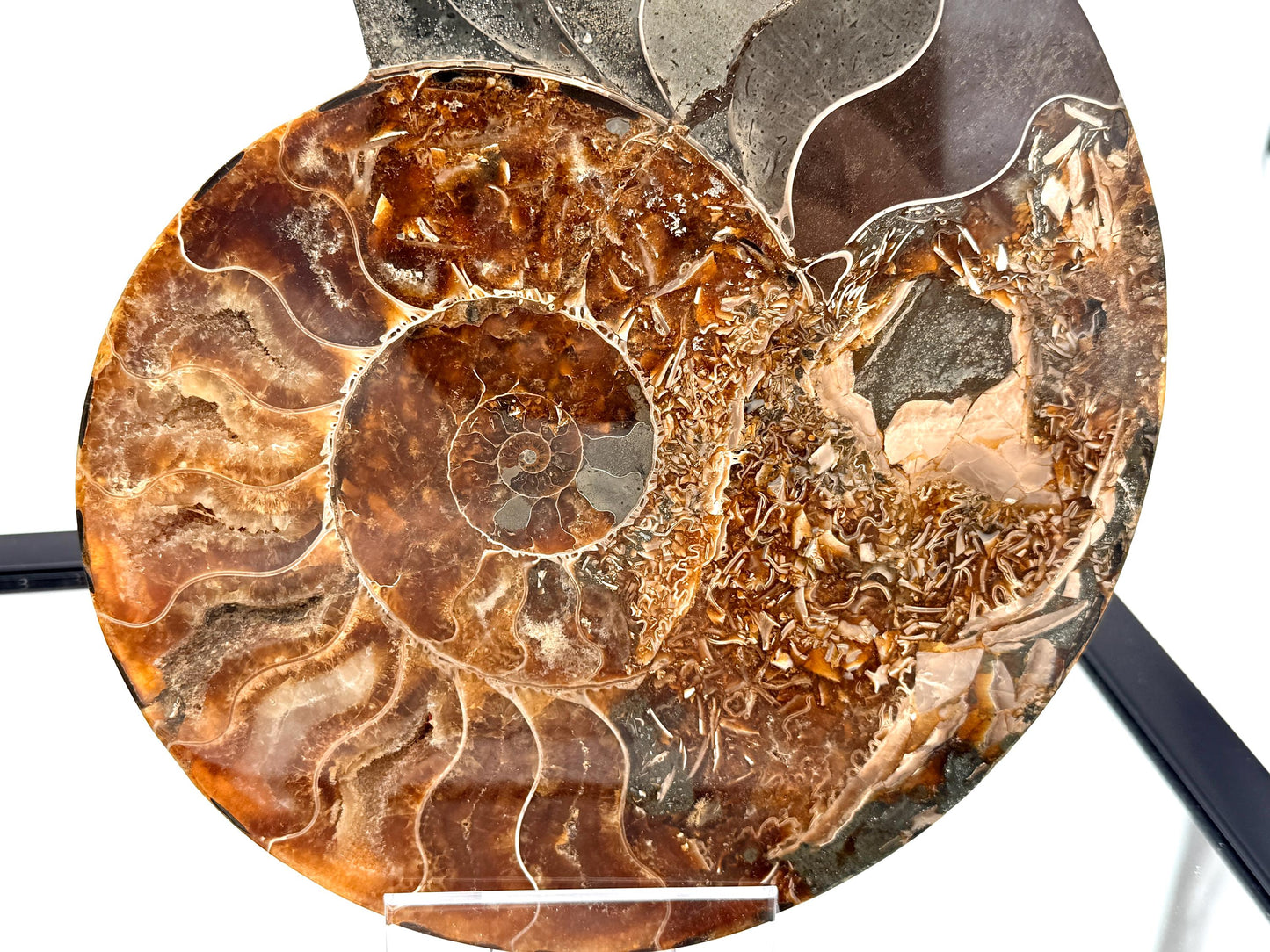 Ammonite Fossil Pair - 2.64KG - #33