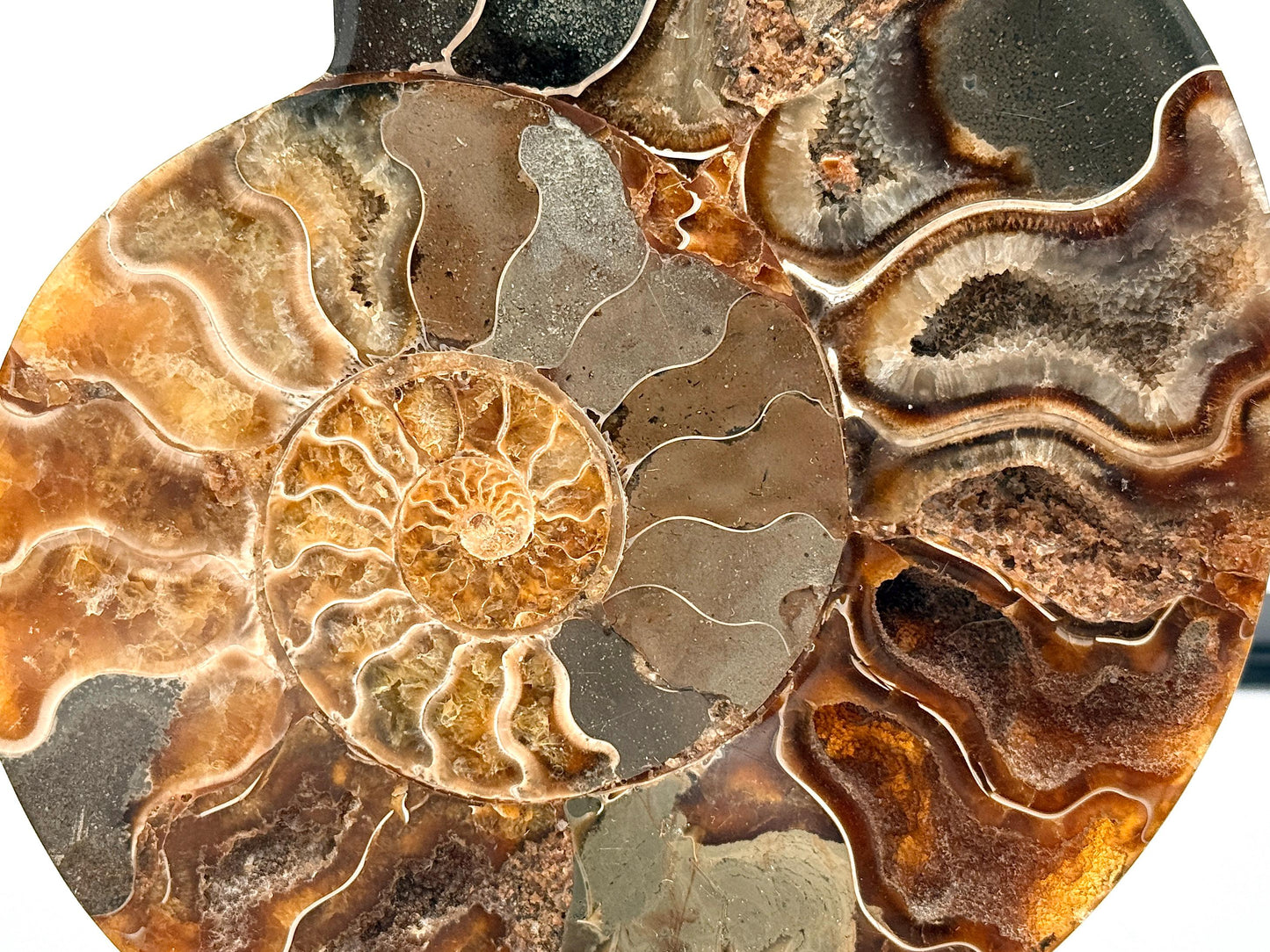 Ammonite Fossil Pair - 0.67KG - #43
