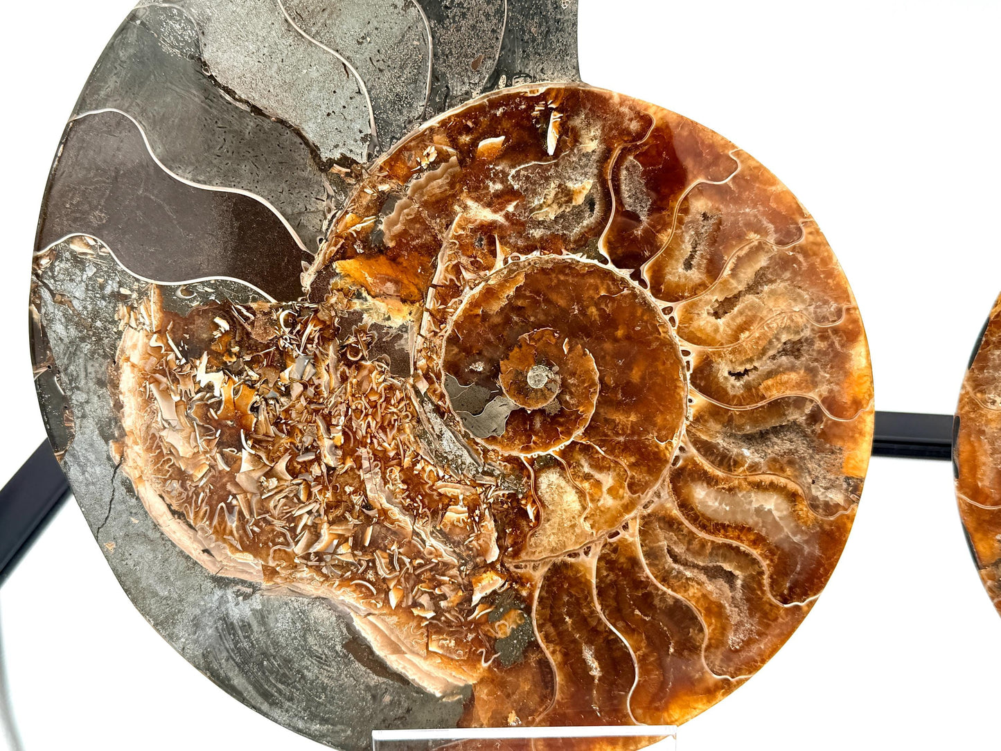 Ammonite Fossil Pair - 2.64KG - #33