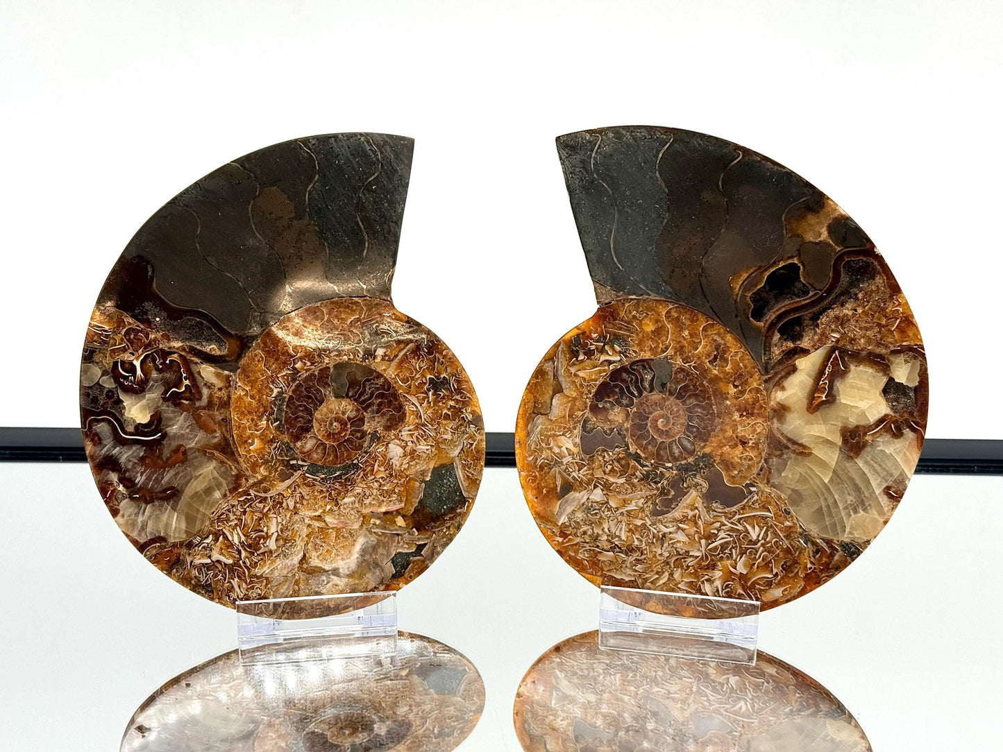 Ammonite Fossil Pair - 1.03KG - #30
