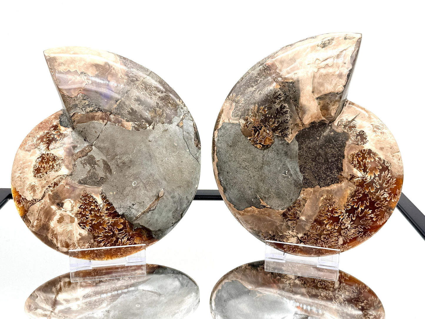 Ammonite Fossil Pair - 2.64KG - #33