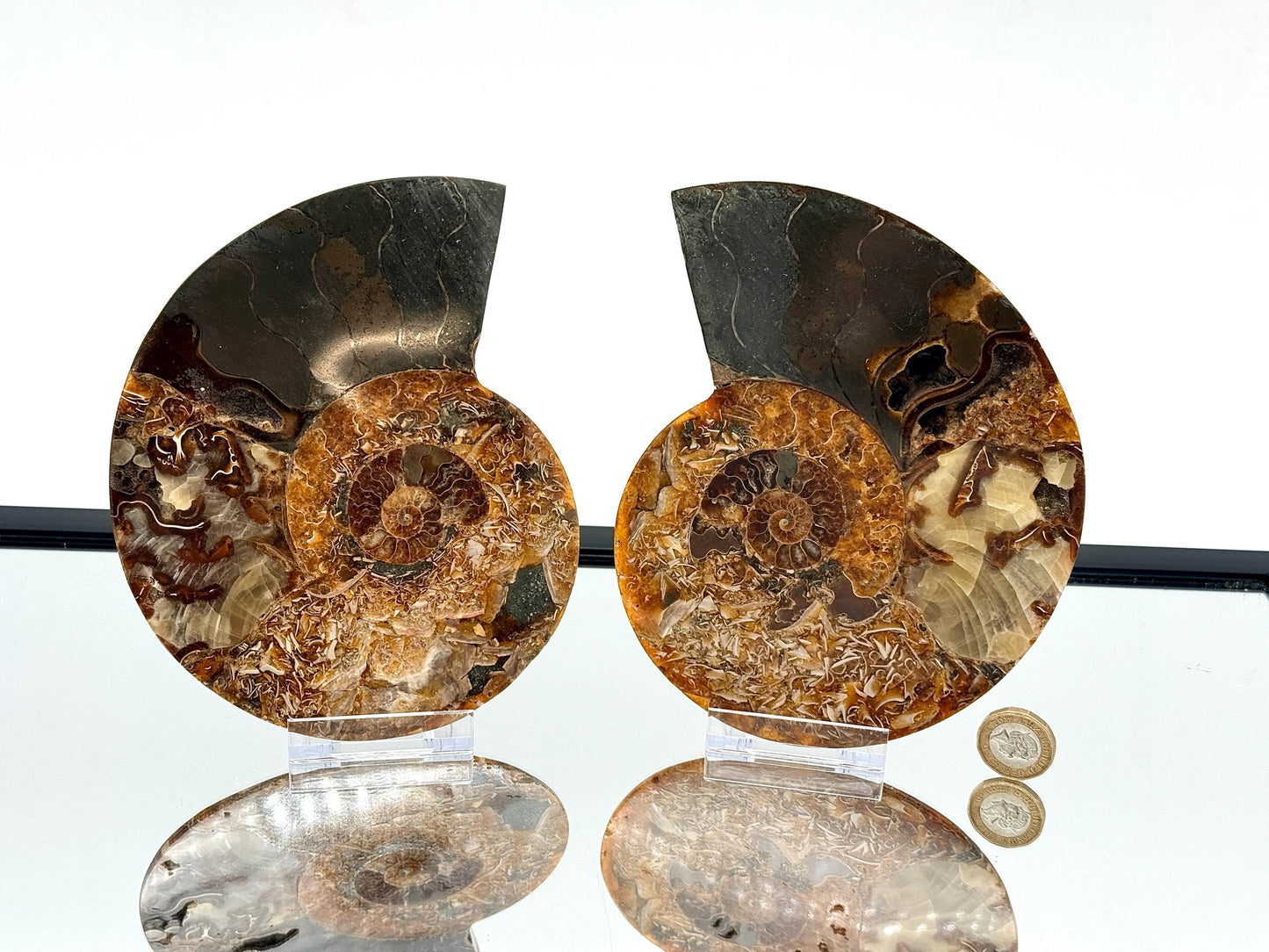 Ammonite Fossil Pair - 1.03KG - #30