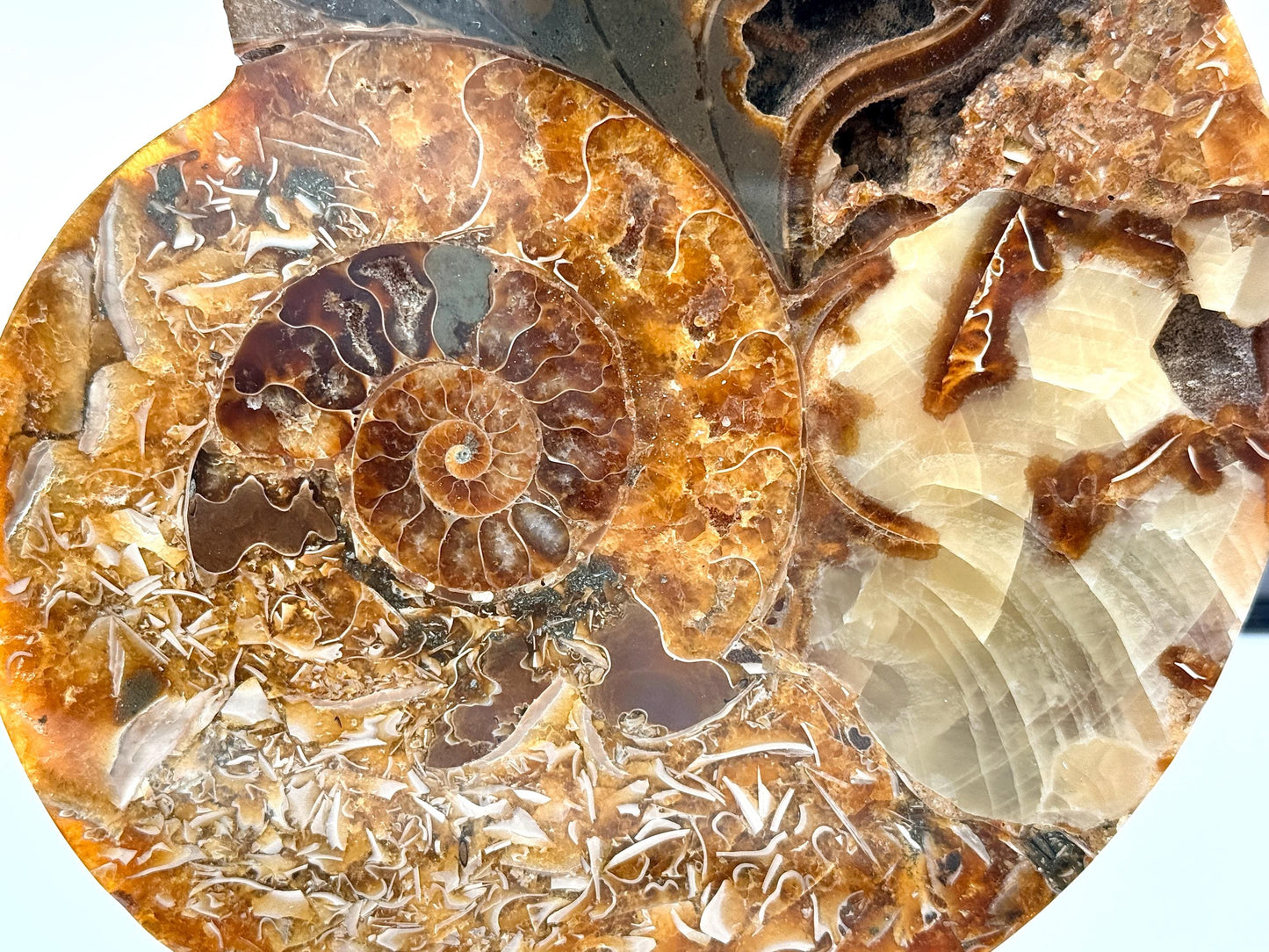 Ammonite Fossil Pair - 1.03KG - #30