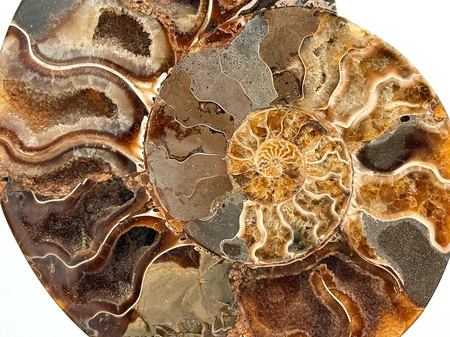 Ammonite Fossil Pair - 0.67KG - #43