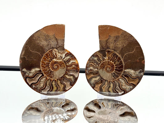 Ammonite Fossil Pair - 1.00KG - #29