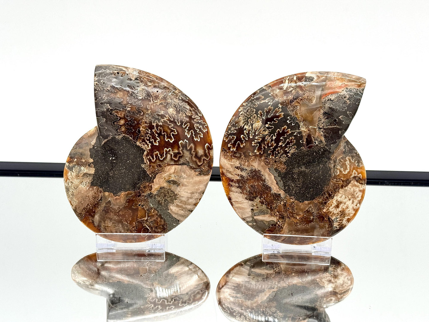 Ammonite Fossil Pair - 0.67KG - #43