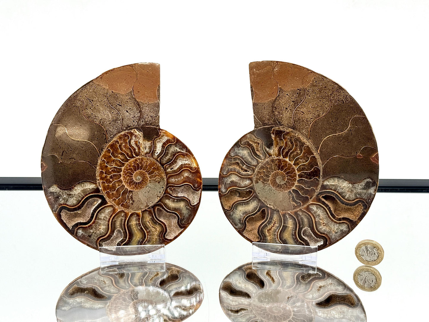 Ammonite Fossil Pair - 1.00KG - #29